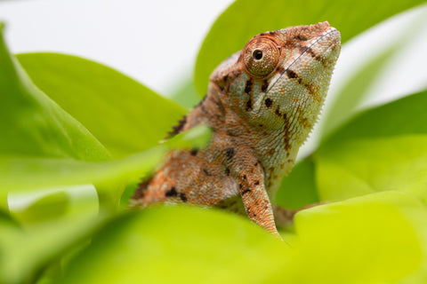 Holdbacks/Individuals: Nosy Be group from "Dr Noonien Song" x "Koko Kaga" - Hatched Nov - Dec 2025 - Female #1