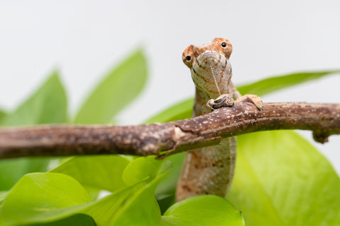 Holdbacks/Individuals: Nosy Be group from "Dr Noonien Song" x "Koko Kaga" - Hatched Nov - Dec 2025 - Female #1