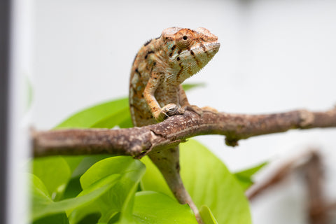 Holdbacks/Individuals: Nosy Be group from "Dr Noonien Song" x "Koko Kaga" - Hatched Nov - Dec 2025 - Female #1