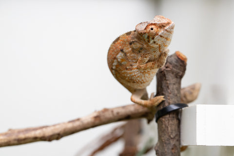 Holdbacks/Individuals: Nosy Be group from "Dr Noonien Song" x "Koko Kaga" - Hatched Nov - Dec 2025 - Female #1