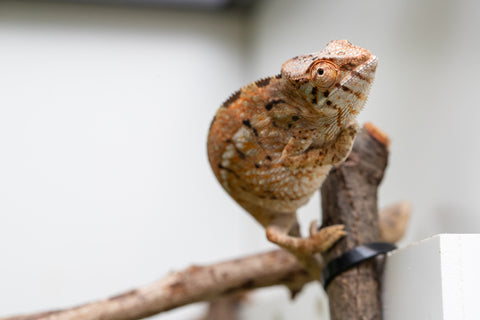 Holdbacks/Individuals: Nosy Be group from "Dr Noonien Song" x "Koko Kaga" - Hatched Nov - Dec 2025 - Female #1