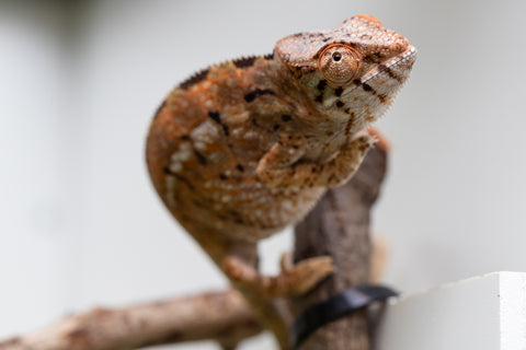 Holdbacks/Individuals: Nosy Be group from "Dr Noonien Song" x "Koko Kaga" - Hatched Nov - Dec 2025 - Female #1