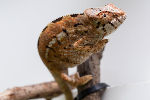 Holdbacks/Individuals: Nosy Be group from "Dr Noonien Song" x "Koko Kaga" - Hatched Nov - Dec 2025 - Female #1