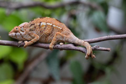 Holdbacks/Individuals: Nosy Be group from "Dr Noonien Song" x "Koko Kaga" - Hatched Nov - Dec 2025 - Female #1