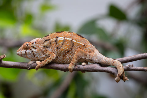 Holdbacks/Individuals: Nosy Be group from "Dr Noonien Song" x "Koko Kaga" - Hatched Nov - Dec 2025 - Female #1