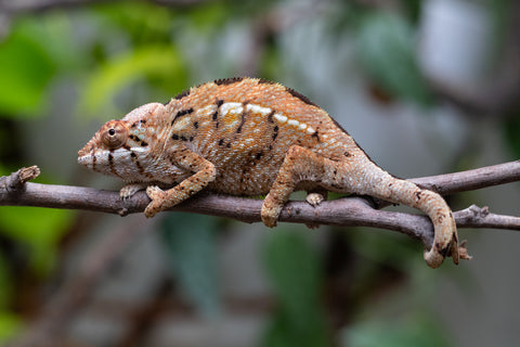 Holdbacks/Individuals: Nosy Be group from "Dr Noonien Song" x "Koko Kaga" - Hatched Nov - Dec 2025 - Female #1