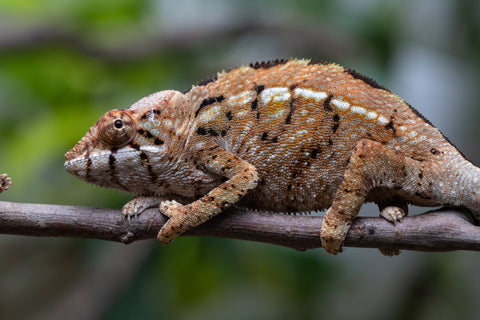 Holdbacks/Individuals: Nosy Be group from "Dr Noonien Song" x "Koko Kaga" - Hatched Nov - Dec 2025 - Female #1