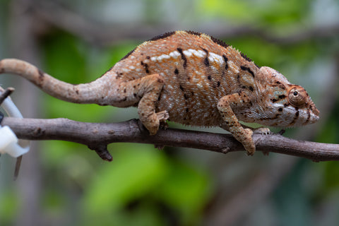 Holdbacks/Individuals: Nosy Be group from "Dr Noonien Song" x "Koko Kaga" - Hatched Nov - Dec 2025 - Female #1