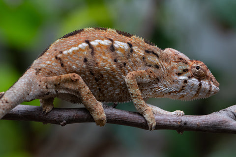 Holdbacks/Individuals: Nosy Be group from "Dr Noonien Song" x "Koko Kaga" - Hatched Nov - Dec 2025 - Female #1
