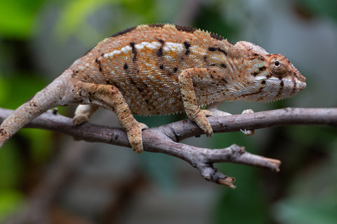 Holdbacks/Individuals: Nosy Be group from "Dr Noonien Song" x "Koko Kaga" - Hatched Nov - Dec 2025 - Female #1
