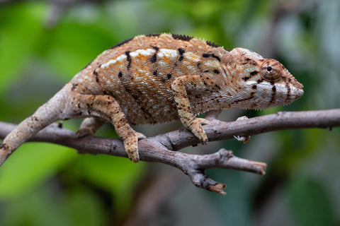 Holdbacks/Individuals: Nosy Be group from "Dr Noonien Song" x "Koko Kaga" - Hatched Nov - Dec 2025 - Female #1