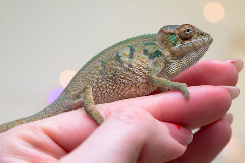 Holdbacks/Individuals: Nosy Be group from "Dr Noonien Song" x "Koko Kaga" - Hatched Nov - Dec 2025 - Female #1