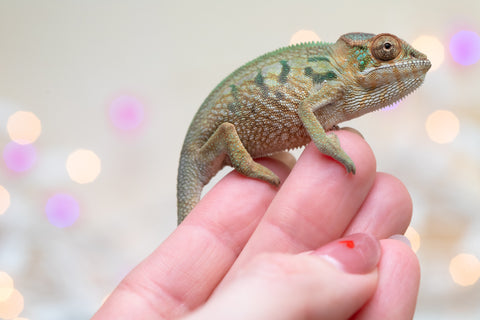 Holdbacks/Individuals: Nosy Be group from "Dr Noonien Song" x "Koko Kaga" - Hatched Nov - Dec 2025 - Female #1