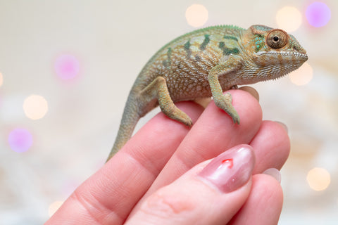 Holdbacks/Individuals: Nosy Be group from "Dr Noonien Song" x "Koko Kaga" - Hatched Nov - Dec 2025 - Female #1