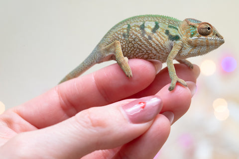 Holdbacks/Individuals: Nosy Be group from "Dr Noonien Song" x "Koko Kaga" - Hatched Nov - Dec 2025 - Female #1