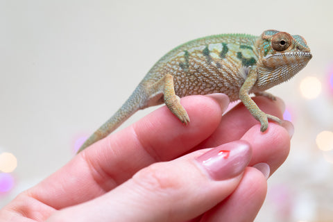 Holdbacks/Individuals: Nosy Be group from "Dr Noonien Song" x "Koko Kaga" - Hatched Nov - Dec 2025 - Female #1