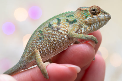 Holdbacks/Individuals: Nosy Be group from "Dr Noonien Song" x "Koko Kaga" - Hatched Nov 2025 - Female #1