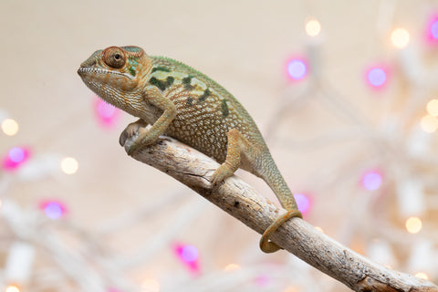 Holdbacks/Individuals: Nosy Be group from "Dr Noonien Song" x "Koko Kaga" - Hatched Nov - Dec 2025 - Female #1