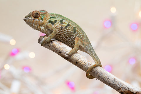 Holdbacks/Individuals: Nosy Be group from "Dr Noonien Song" x "Koko Kaga" - Hatched Nov - Dec 2025 - Female #1