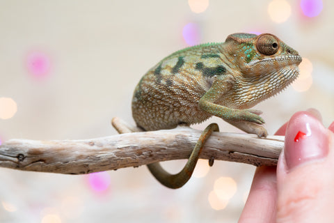 Holdbacks/Individuals: Nosy Be group from "Dr Noonien Song" x "Koko Kaga" - Hatched Nov - Dec 2025 - Female #1