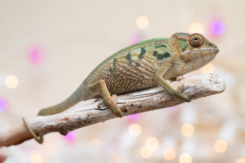 Holdbacks/Individuals: Nosy Be group from "Dr Noonien Song" x "Koko Kaga" - Hatched Nov - Dec 2025 - Female #1