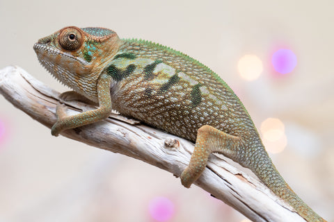 Holdbacks/Individuals: Nosy Be group from "Dr Noonien Song" x "Koko Kaga" - Hatched Nov - Dec 2025 - Female #1