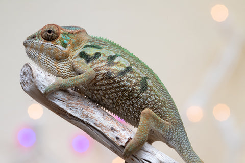 Holdbacks/Individuals: Nosy Be group from "Dr Noonien Song" x "Koko Kaga" - Hatched Nov - Dec 2025 - Female #1