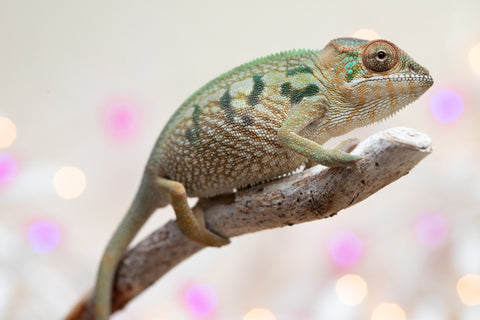 Holdbacks/Individuals: Nosy Be group from "Dr Noonien Song" x "Koko Kaga" - Hatched Nov - Dec 2025 - Female #1