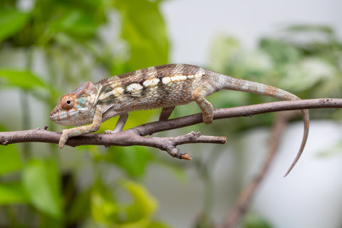 Nosy Be From "Dr Noonien Song" x "Koko Kaga" - Hatched Nov - Dec 2025 - Female #2