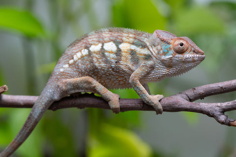 Nosy Be From "Dr Noonien Song" x "Koko Kaga" - Hatched Nov - Dec 2025 - Female #2
