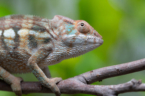 Nosy Be From "Dr Noonien Song" x "Koko Kaga" - Hatched Nov - Dec 2025 - Female #2