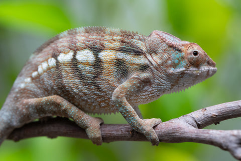 Nosy Be From "Dr Noonien Song" x "Koko Kaga" - Hatched Nov - Dec 2025 - Female #2