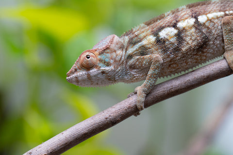 Nosy Be From "Dr Noonien Song" x "Koko Kaga" - Hatched Nov - Dec 2025 - Female #2