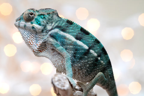 Holdbacks/Individuals: Nosy Be Offspring From "Dr Noonien Song" x "Koko Kaga" - Hatched Nov - Dec 2025 - Male #1