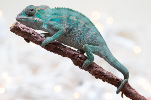 Holdbacks/Individuals: Nosy Be Offspring From "Dr Noonien Song" x "Koko Kaga" - Hatched Nov - Dec 2025 - Male #2
