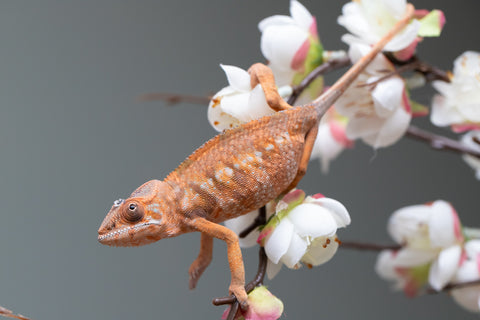 Holdbacks/Individuals: Nosy Be group from "Dr Noonien Song" x "Pinaq" - Hatched: July 2025 - Female #1