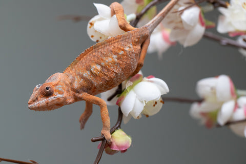 Holdbacks/Individuals: Nosy Be group from "Dr Noonien Song" x "Pinaq" - Hatched: July 2025 - Female #1