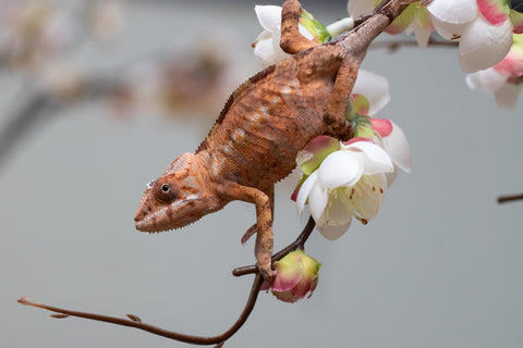 Holdbacks/Individuals: Nosy Be group from "Dr Noonien Song" x "Pinaq" - Hatched: July 2025 - Female #1