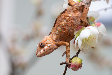 Holdbacks/Individuals: Nosy Be group from "Dr Noonien Song" x "Pinaq" - Hatched: July 2025 - Female #1