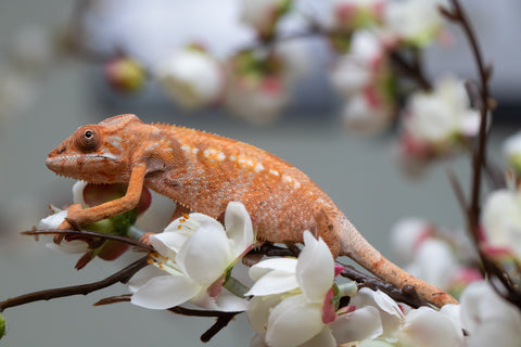 Holdbacks/Individuals: Nosy Be group from "Dr Noonien Song" x "Pinaq" - Hatched: July 2025 - Female #1