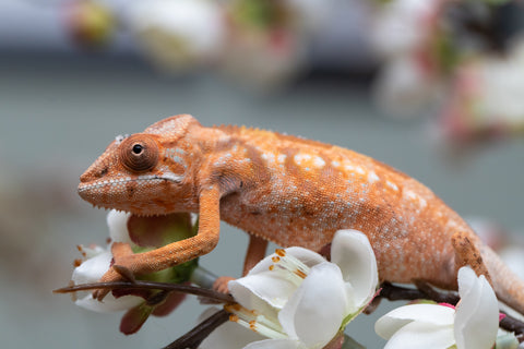 Holdbacks/Individuals: Nosy Be group from "Dr Noonien Song" x "Pinaq" - Hatched: July 2025 - Female #1