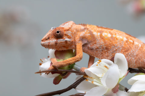 Holdbacks/Individuals: Nosy Be group from "Dr Noonien Song" x "Pinaq" - Hatched: July 2025 - Female #1