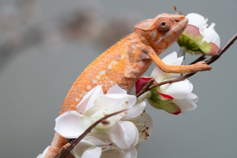 Holdbacks/Individuals: Nosy Be group from "Dr Noonien Song" x "Pinaq" - Hatched: July 2025 - Female #1