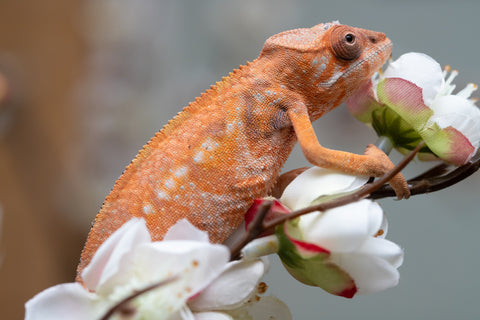 Holdbacks/Individuals: Nosy Be group from "Dr Noonien Song" x "Pinaq" - Hatched: July 2025 - Female #1