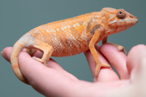 Holdbacks/Individuals: Nosy Be group from "Dr Noonien Song" x "Pinaq" - Hatched: July 2025 - Female #1