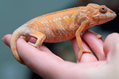 Holdbacks/Individuals: Nosy Be group from "Dr Noonien Song" x "Pinaq" - Hatched: July 2025 - Female #1