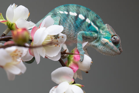 Holdbacks/Individuals: Nosy Be group from "Dr Noonien Song" x "Pinaq" - Hatched: July 2025 - Male #1