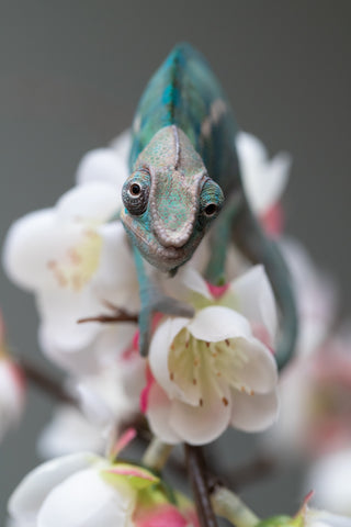 Holdbacks/Individuals: Nosy Be group from "Dr Noonien Song" x "Pinaq" - Hatched: July 2025 - Male #1