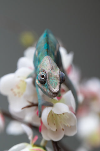 Holdbacks/Individuals: Nosy Be group from "Dr Noonien Song" x "Pinaq" - Hatched: July 2025 - Male #1