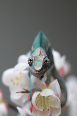 Holdbacks/Individuals: Nosy Be group from "Dr Noonien Song" x "Pinaq" - Hatched: July 2025 - Male #1